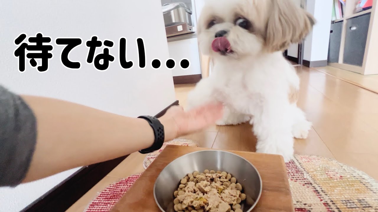 【シーズー】9歳シニア犬のごはん事情がついに解決しました。