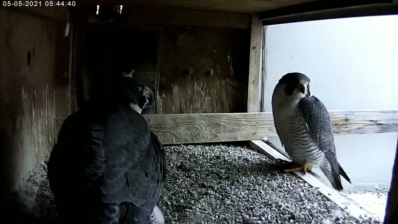 Manchester Nh Peregrine Falcon Strange Conversation In The Morning Youtube