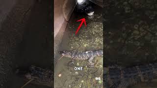 Insane Crocodile Encounters You Have to See