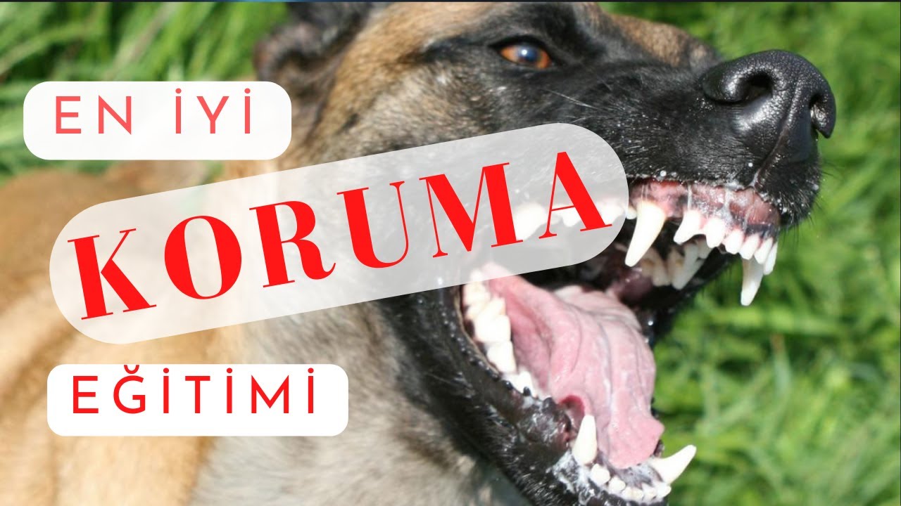 KÖPEKLERDE KORUMA EĞİTİMİ NASIL VERİLİR? EN İYİ KORUMA EĞİTİMİ NASIL OLUR? #koruma #guarddog