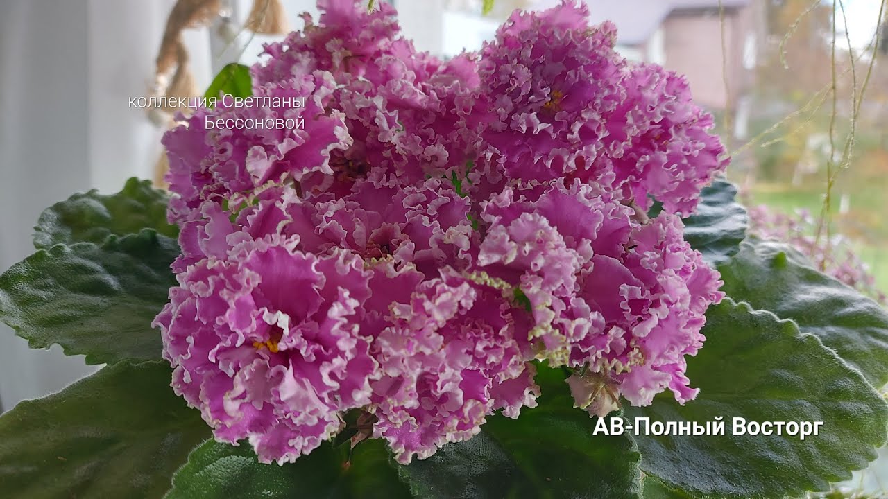 Фиалки , видеокаталог 2024г.#фиалки #цветы