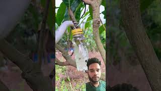 Branch bending propogation with plastic bottle #facts #fact #gk #shorts sho #allfacts #dailyfacts