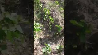 #cotton #viralshorts #foryou #goodmorning #facts #fiber #tree #green #agriculture #agriculturelife