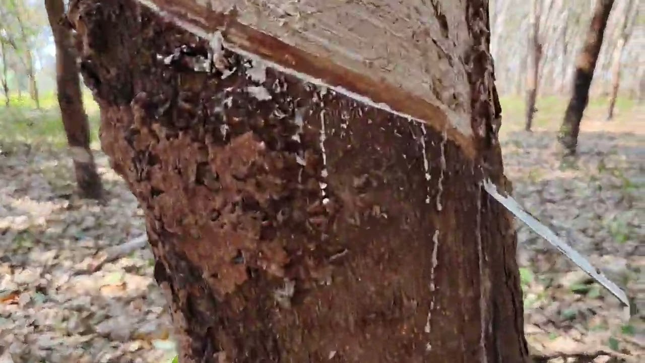 น้ำหมัก 3ฝาต่อน้ำ20ลิตร พ่นแผลกรีดและลำต้น 