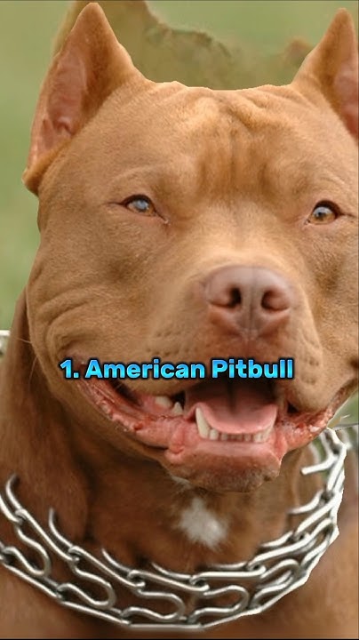 Опасные породы. Самая опасная порода в мире. Картинки самых опасных собак. Картинки самых опасных собак. Картинки самых опасных собак.