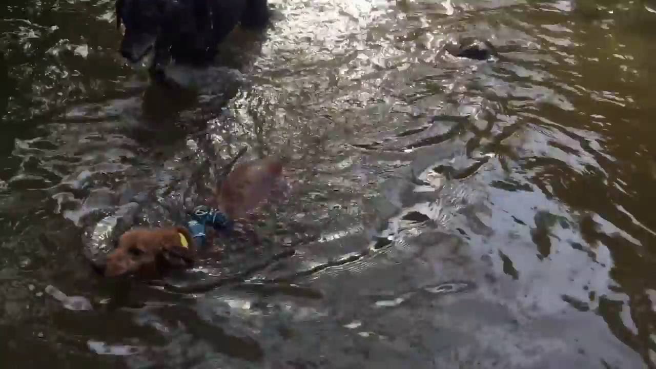 Dogs Help Each Other Swim