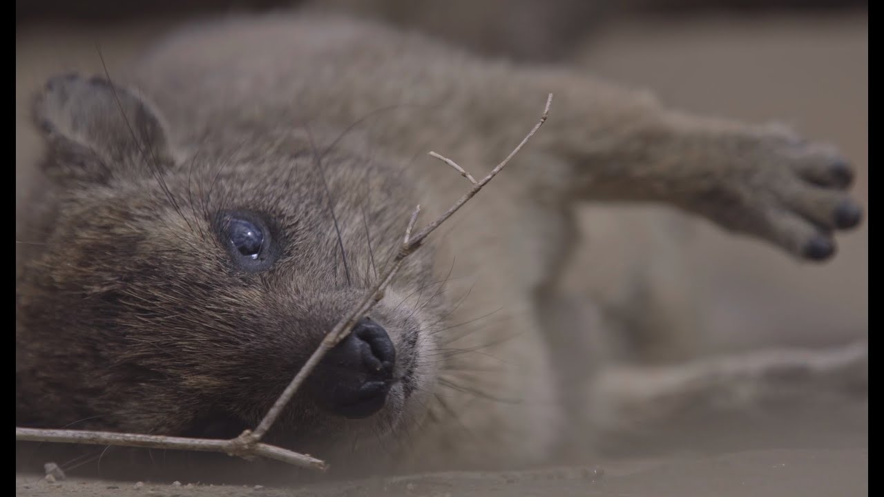 Ballad of the lazy Hyrax _ a wildlife behaviour short