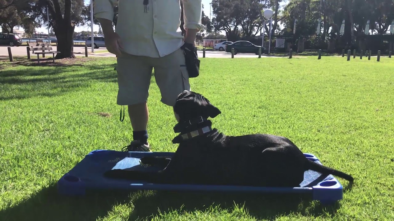 Dog Communicator Training the Down Command YouTube