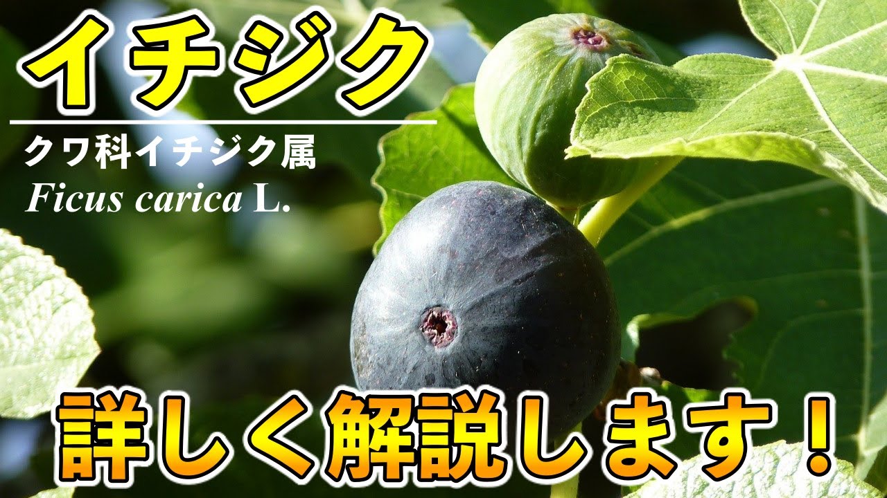 イチジク 無花果 の基本的なこと 木の性質 生理的側面 花の構造 4つの基本型 Youtube イチジク 無花果 の基本的なこと 木の性質 生理的側面 花の構造 4つの基本型 Youtube