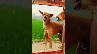 Dog Prank Gone Wrong 😱🐶 #Funny