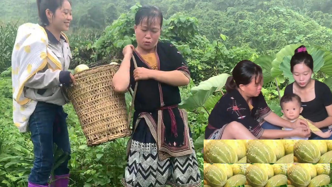 Journey of a 17 year old single mother harvesting mountain melons to ...