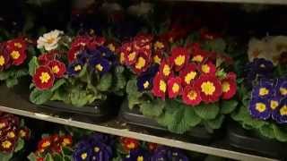 Primula acaulis