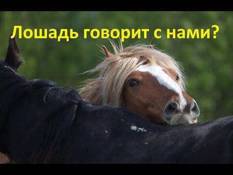 Как научиться понимать лошадей...