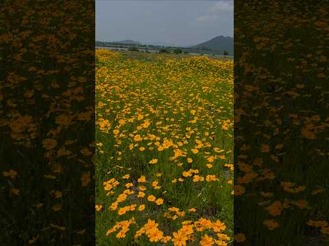 Golden wave of Coreopsis #금계국#경남김해마사1구#Koreatrip#NakdongRiverBank#EvaCassidy#OverTheRainbow