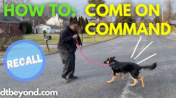 HOW TO: COME ON COMMAND (RECALL) PRONG COLLAR TRAINING