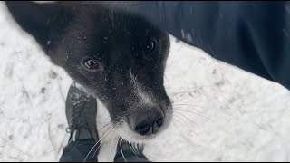 Посетили приют для бездомных собак «Солнцево» в Москве.