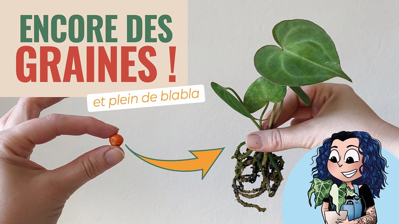 👩‍🌾 Nouvelle récolte de graines d'Anthurium, et j'ai besoin de ton aide ! 💚