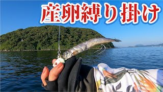 【縛釣り】川で産卵する柳葉魚を海に放ち泳がせたら恐ろしいほどよく釣れた!!!
