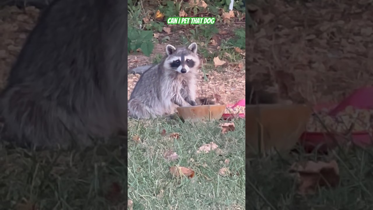 Cute little Raccon peanut 🥜 