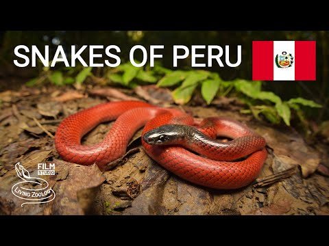Video: Žive li zmije u umjerenim šumama?