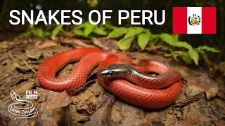 Snakes of Peru, 5 species from the Amazon rainforest, Fer-de-lance, Rainbow boa and more