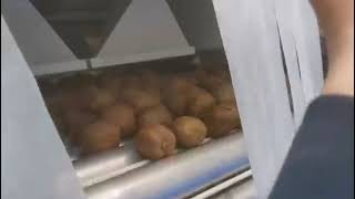 Kiwi Fruit Sorting Machine