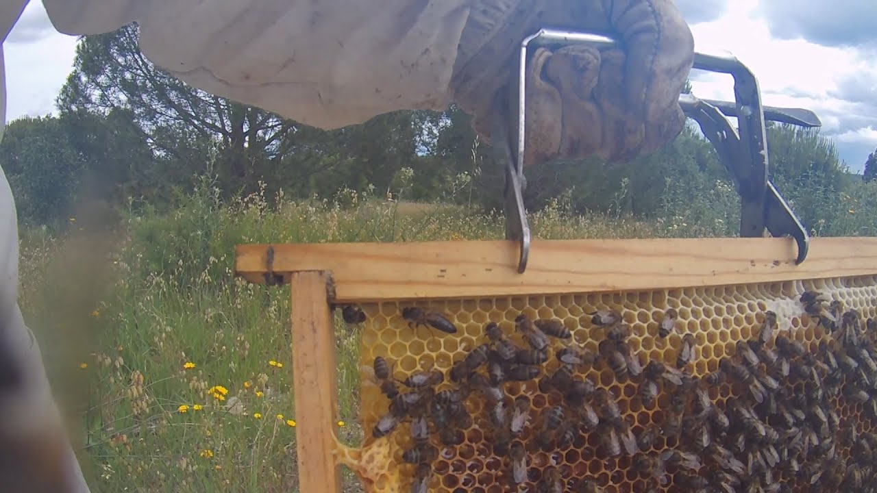 Apicultura - Desdobramentos 2020 