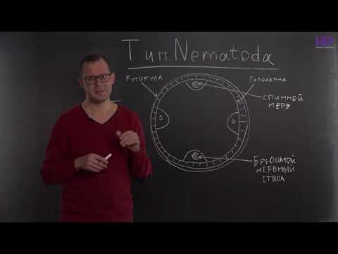 Биология | Тип Круглые черви