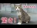 驚き！散歩に行ったら猫がいた〜「ねぇ、 陣痛の鳴き声？」しかも妊娠猫は…野良猫チョロちゃんだった！　Cat saying to me《2匹の猫通信/Cats Life TV》