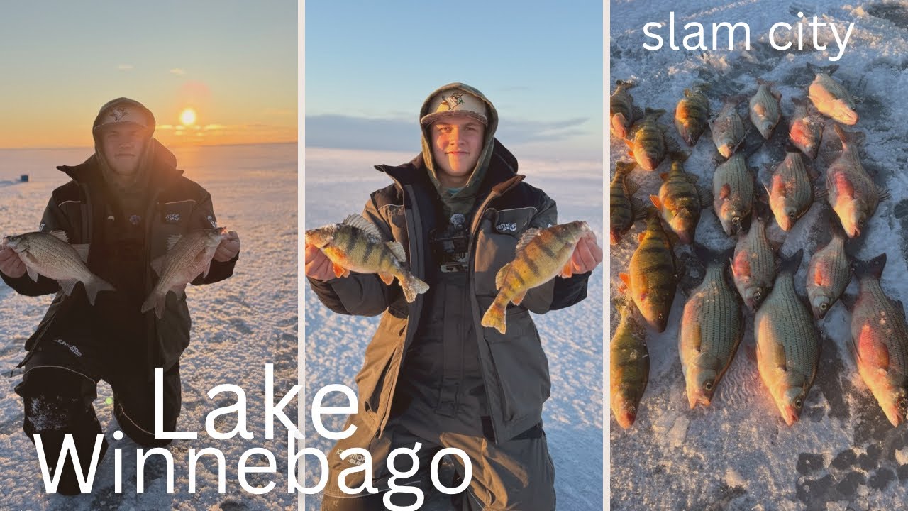 Slamming perch and white bass ( LAKE WINNEBAGO )