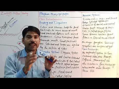 phylum Hemichordata Feeding and Digestion