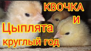 Цыплята в курятнике без отопления/Куры уходят в наседки... 🐔🐤🐣🐥