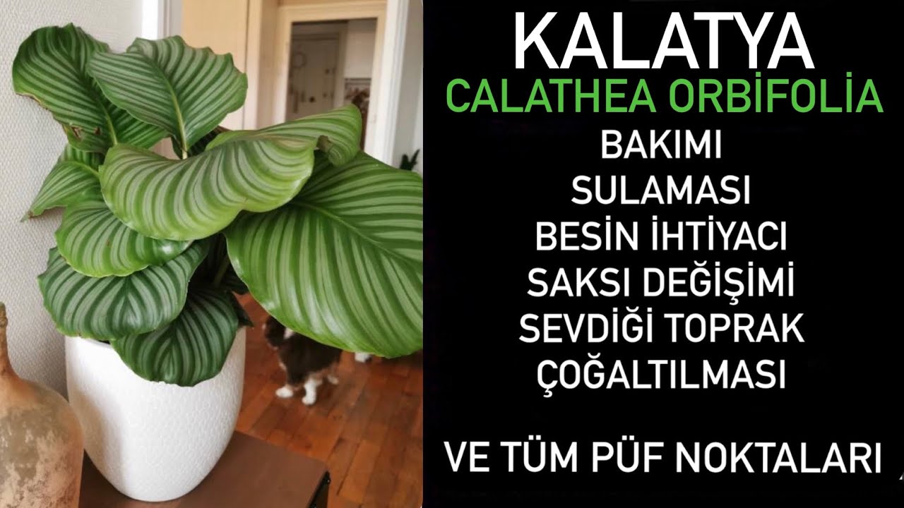 Calathea Orbifolia bakımına dair merak ettiğiniz ne varsa bu video da 🥰