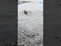 Pickle the Sea Lion Waddles Back to the Ocean #animals #aww #cute #cuteanimals #sealion