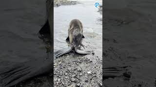 Pickle the Sea Lion Waddles Back to the Ocean #animals #aww #cute #cuteanimals #sealion