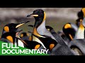 Furious Fifties - Summer in the Wild South Atlantic | Free Documentary Nature