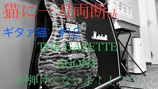 ギタァ猫#12 【THE GAZETTE】 【AGONY】が弾けてないよ！！