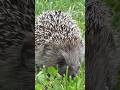A Snake Tried To Swallow A Hedgehog. The Spines Had Other Plans. 🦔🐍
