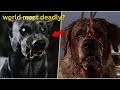 Top 10 most dangerous dog breeds in the world