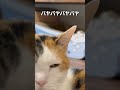 「リンクスティップ 」猫あるあるソング