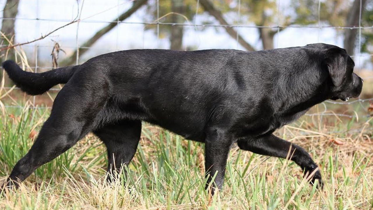 lebra black puppy