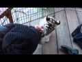 20111012　しろとり動物園 の動画、YouTube動画。