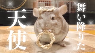 【チンチラ】ふわふわでもふもふな天使が舞い降りました【Chinchilla】