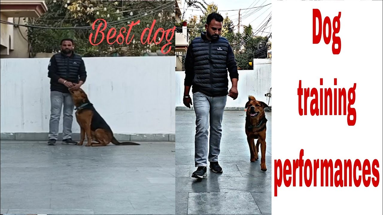 Best dog performance / dog training skills / Chander bawa YouTube