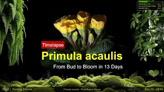 Primula acaulis - From Bud to Bloom in 13 Days