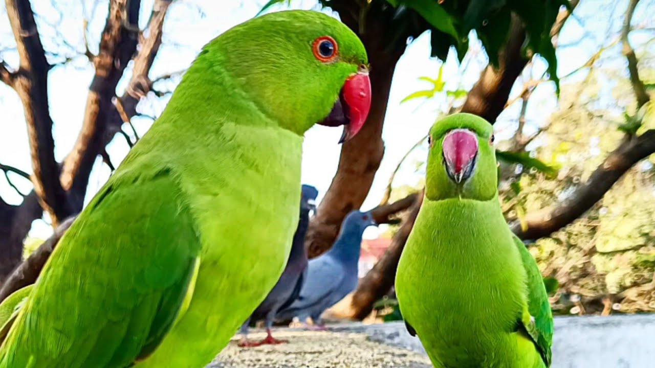 Talking Ringneck Parrot Comedy Compilation🦜 Sound one hour Parot eating millets Parrot Caling Sound🦜