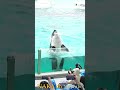 ラビーちゃんとトレーナーさんガラス前パフォーマンス、（レロレロ）、#shorts　 #シャチ #orca #鴨川シーワールド #水族館 #シャチパフォーマンス #killerwhales