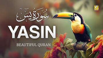 World's most Relaxing Quran recitation of Surah Yasin (Yaseen) سورة يس | Zikrullah TV