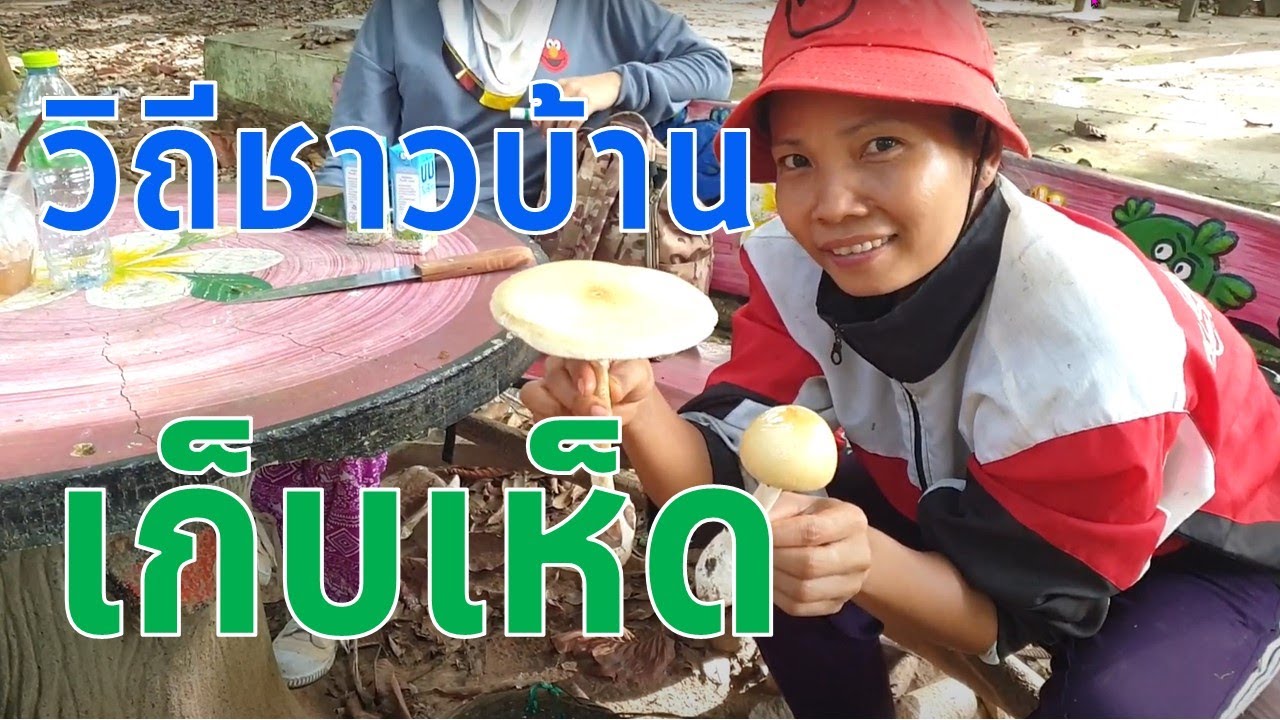 เห็ดอะไร..ทำไมใหญ่จัง?