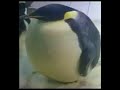 I'M THE BIGGEST BIRD | 1 HOUR